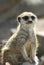 Funny Meerkat