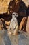 Funny meerkat animal