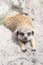 Funny meerkat lying on the sand stretching legs