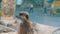 Funny meerkat or suricate near burrows in the zoo