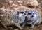 Funny meerkats playing in the desert