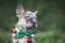 Funny merle colored French Bulldog dog puppy wearing seasonal Christmas collar with green bow tie on blurry background