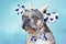 Funny merle colored French Bulldog dog wearing cow costume headband with bow tie