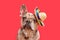 Funny merle French Bulldog dog with summer straw sombrero hat