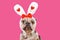 Funny merle French Bulldog dog wearing Easter bunny ear headband with hearts