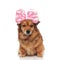 Funny metis dog wearing pink ribbon headband looks to side