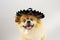 Funny mexican dog celebrating carnival or halloween wearing a hat. Isolated on gray background