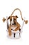 Funny Miniature Bull Terrier puppy sits in basket on a white background