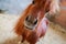 funny miniature horse in stable