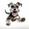 Funny Miniature Schnauzer Jumping With Happy Face On White Background