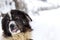 Funny mioritic shephed dog licking in winter