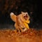 Funny mixed breed dog running outdoors in autumn