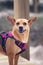 Funny mixed-breed dog standing on a pier with goofy smiling face