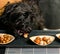 Funny moment: a black dog steals food from the table.