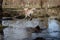 Funny moment of a crossbreed female dog jumping into the pond