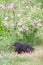Funny mongrel black dog outdoors in summer garden with rose flowers in countryside