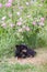 Funny mongrel black dog outdoors in summer garden with rose flowers in countryside