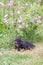 Funny mongrel black dog outdoors in summer garden with rose flowers in countryside