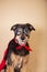 Funny mongrel dog with a red cape and glasses dressed as a superhero character