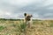 Funny mongrel dog standing on a cold field. Photo of cute light puppy on field background and cloudy sky. Yard animal concept