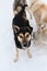 Funny mongrel in shelter. Black and tan cute Alaskan husky puppy. Dog is standing in snow and looking up, one ear is up, the other