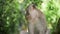 Funny monkey on the background of green jungle. A monkey eats next to a sculpture of a monkey. Monkey forest in Ubud