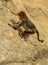 A funny monkey climbing on the rock hill.