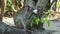 Funny Monkey Drinking beer On Beach under a tree