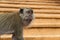 Funny Monkey Macaque macacca portrait face Malaysia Batu Caves