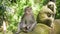 Funny monkey sitting on a rock and eating a coconut. A monkey eats next to a sculpture of a monkey.