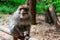 Funny monkey sitting in tropical forest