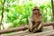 Funny monkey sitting in tropical forest
