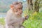 Funny monkey taken in Periyar Wildlife sanctuary