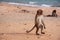 Funny monkey walking on its rear paws along the beach.