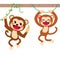 Funny Monkeys On Liana