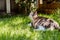 Funny multicolor pleased, well-fed cat lying on the green grass and watching the birds in the garden. Fluffy cat