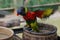 Funny multicolored parrot flaps its wings and bathes in a container