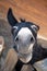 Funny muzzle of dark donkey appealingly looking on you