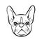 Funny muzzle french bulldog. Purebred pet head.