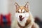 Funny muzzle husky dog