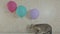 Funny naughty cat gnaws rope from balloon.