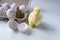 Funny newborn chick with broken egg shell on head conceptual scene just born