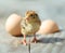 Funny newborn chick hatched from an egg