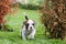 Funny nice red American Bulldog puppy is walking on the grass