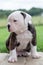 Funny nice red tiger coat American Bulldog puppy is walking on nature