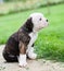 Funny nice red tiger coat American Bulldog puppy is walking on nature