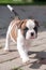 Funny nice red white coat American Bulldog puppy is walking on nature