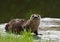 Funny North American River Otter on floating dock