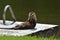 Funny North American River Otter on floating dock
