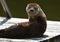 Funny North American River Otter on floating dock